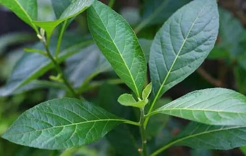 Cây Mật Gấu Nam trong chậu