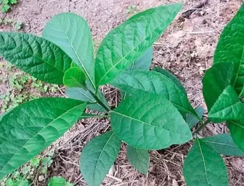 Chăm sóc cây Mật Gấu Nam