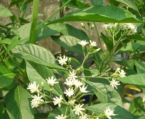 Thu hoạch lá Mật Gấu Nam