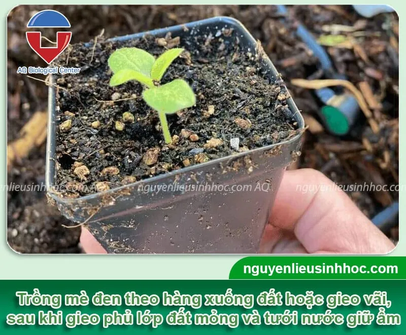 Kỹ thuật gieo hạt theo hàng trong hướng dẫn cách trồng mè đen