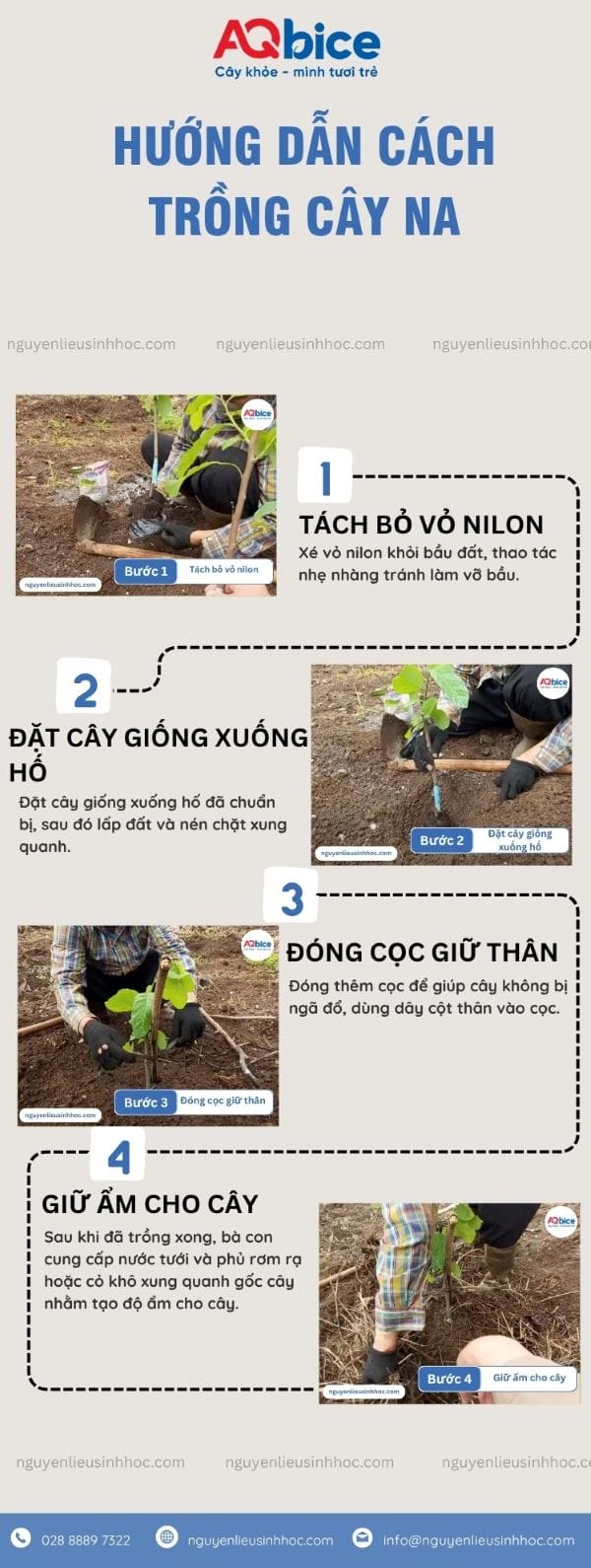 Cách Trồng Ngọc Thảo Bằng Cành Đơn Giản Và Kỹ Thuật Chăm Sóc Đạt Chuẩn