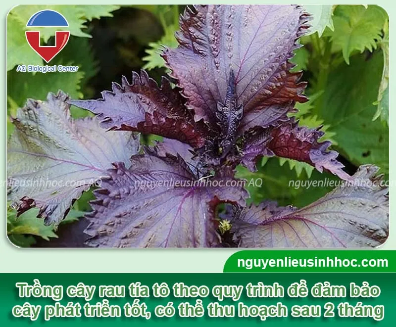 Hướng dẫn cách trồng cây tía tô không sâu bệnh, xanh lá