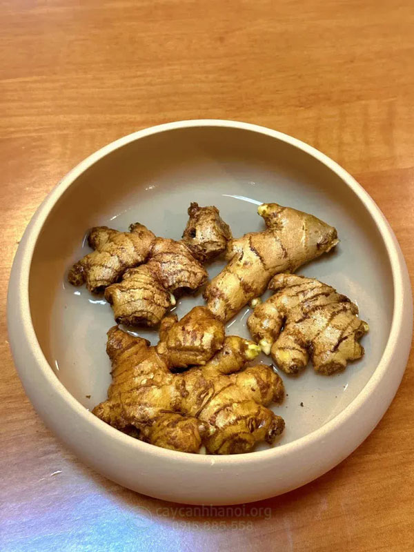 Cách Trồng Lưỡi Hổ Thủy Sinh Đúng Kỹ Thuật Và Chăm Sóc Bền Vững