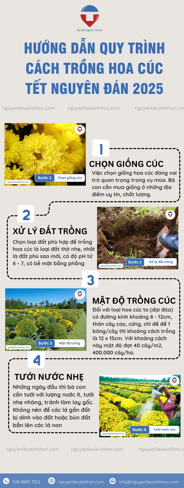 Hướng dẫn từng bước thực hiện các kỹ thuật trồng hoa cúc để đảm bảo hoa nở vào dịp Tết Nguyên Đán