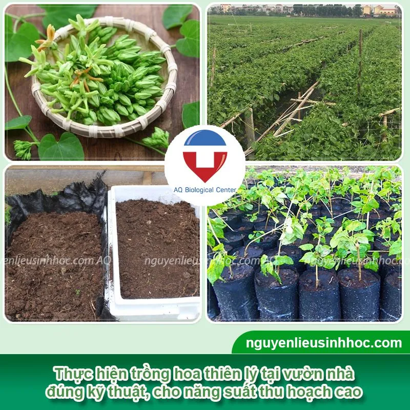 Thực hiện các cách trồng cây hoa thiên lý phổ biến, cho năng suất thu hoạch cao