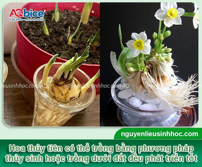 Hướng dẫn chi tiết cách trồng hoa thủy tiên thủy sinh tại nhà thành công