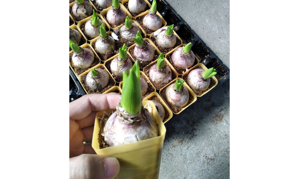 Hướng Dẫn Cách Trồng Củ Tiên Ông Ra Hoa Đẹp Rực Rỡ Chuẩn Kỹ Thuật