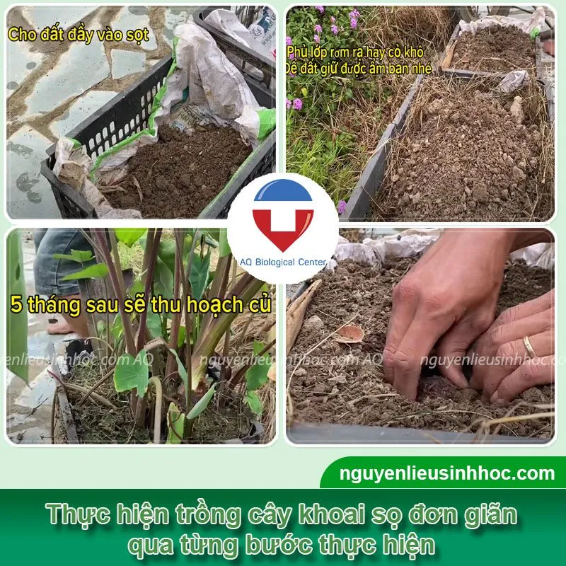 Kỹ Thuật Trồng Khoai Sọ Tại Nhà Đơn Giản Cho Năng Suất Cao Và Củ Lớn