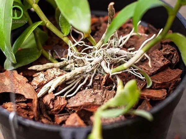 Trồng lan tại nhà, dễ thực hiện