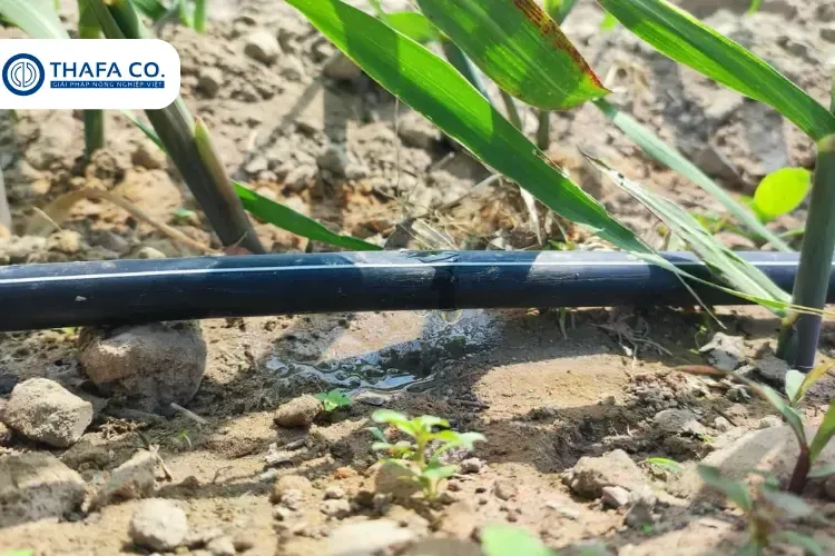 Hướng dẫn kỹ thuật xử lý và đặt ngọn giống khi trồng mía tím bằng ngọn