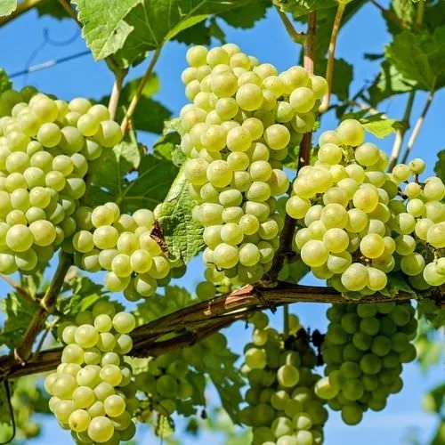 Kỹ thuật giâm cành nho và chăm sóc cây con để đạt năng suất cao