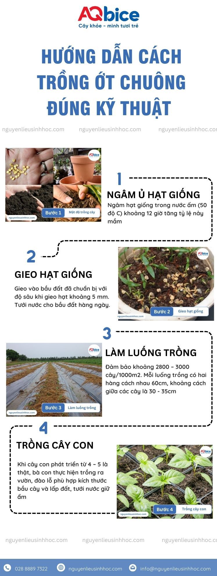 Cách Trồng Rau Bán Thủy Canh: Hướng Dẫn Toàn Diện Xây Dựng Giàn Chữ A Hiệu Quả