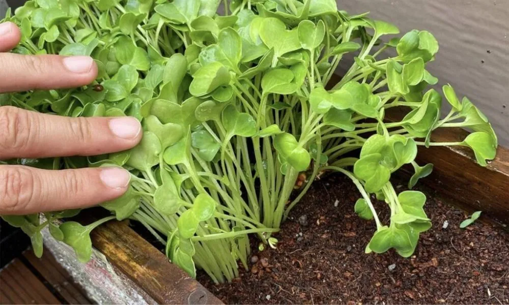 Các loại giá thể trồng rau mầm phổ biến và cách trộn