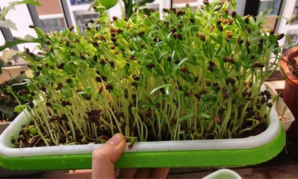 Cây rau mầm đã phát triển sẵn sàng thu hoạch sau 7 ngày