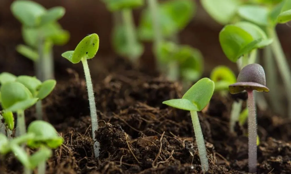 Khay rau mầm đang được tưới phun sương nhẹ nhàng