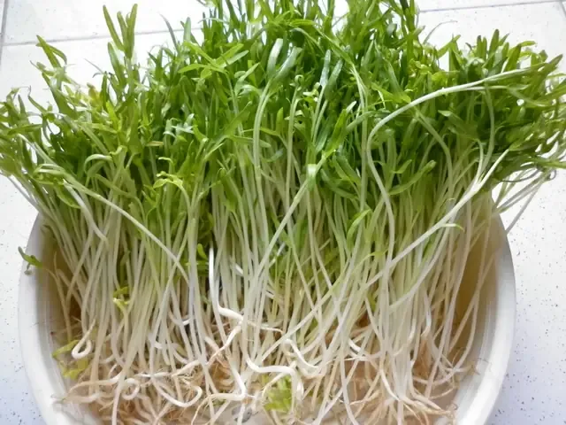 Kỹ thuật Trồng Rau Muống Mầm Khô Ráo, Tránh Nấm Mốc