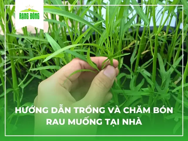 Hạt giống rau muống mầm sau khi ngâm và ủ đang bắt đầu nảy mầm