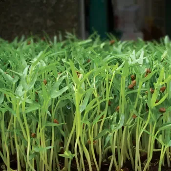 Các món ăn chế biến từ rau muống mầm tươi ngon và giàu dinh dưỡng