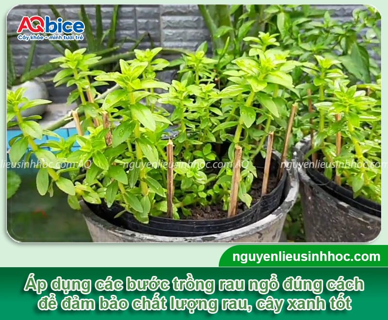 Cách Trồng Rau Ngổ Trồng Nước Đạt Năng Suất Cao Ngay Tại Nhà