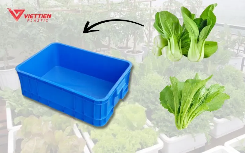 Quy trình hướng dẫn chi tiết cách trồng rau trong thùng nhựa tại nhà hiệu quả