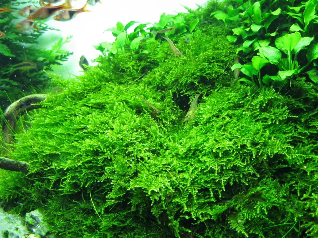 Hình ảnh rêu Java Moss xanh tươi bám trên một cành lũa trong bể thủy sinh