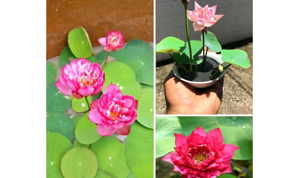 Sen mini Nhật tuy nhỏ nhưng có lợi ích lớn trong làm đẹp cảnh quan và thanh lọc không khí.