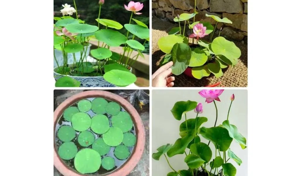 Các yếu tố về giống, đất và dinh dưỡng cần thiết cho cách trồng sen mini Nhật thành công.