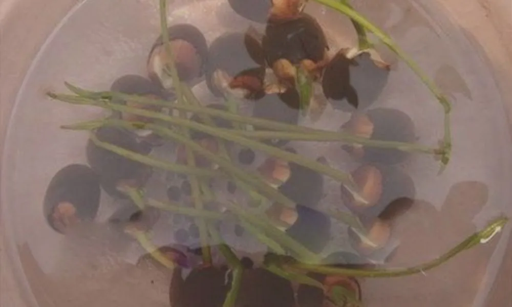 Kỹ thuật xử lý và ngâm hạt sen mini trước khi thực hiện trồng để kích thích nảy mầm.