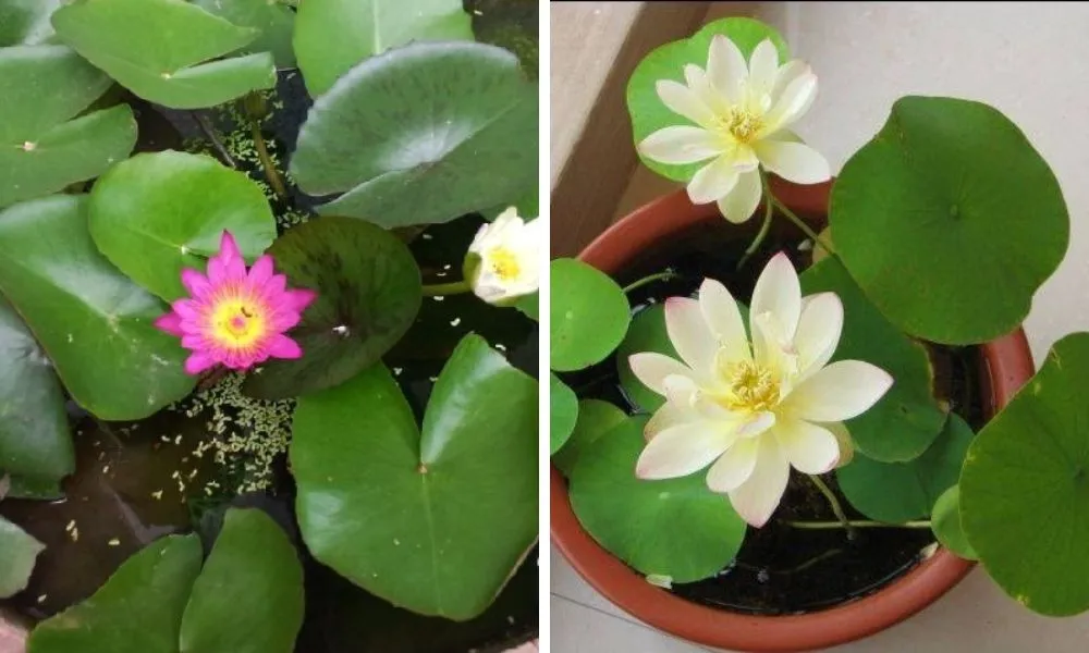 Giai đoạn nở hoa của sen mini sau khi trồng, cần đảm bảo đủ ánh sáng.