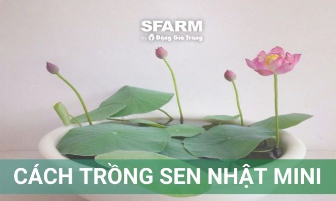 Cách Trồng Sen Nhật Mini Bằng Hạt: Hướng Dẫn Kỹ Thuật Chi Tiết Từ A Đến Z