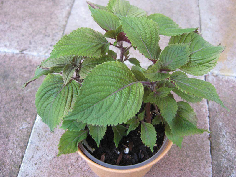 Cách Trồng Tía Tô Tại Nhà: Hướng Dẫn Giâm Cành Và Chăm Sóc Đúng Kỹ Thuật