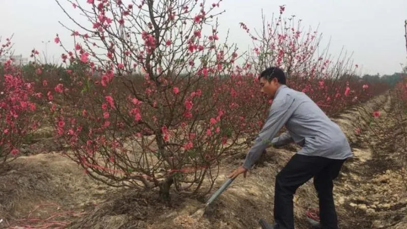 Bón phân cho cây đào