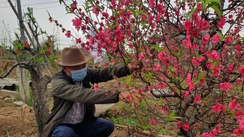 Tạo tán, tạo thế cho chậu hoa đào