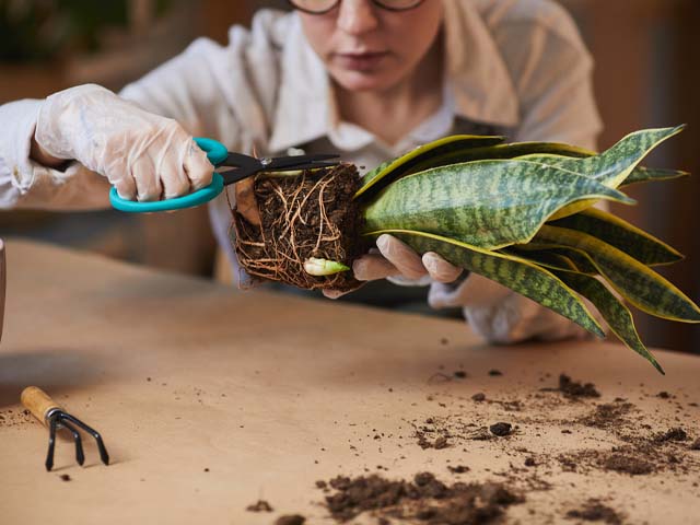 Cách Trồng Cây Ngọc Ngân Thủy Sinh Đúng Kỹ Thuật và Chăm Sóc A-Z