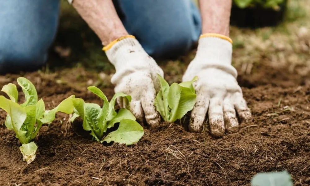 Đất ủ sau khi hoàn thành quy trình, sẵn sàng cho việc gieo trồng các loại rau