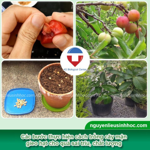 Cách Trồng Cherry Bằng Hạt Chi Tiết Từ A Đến Z Đạt Năng Suất Cao Cách Trồng Cherry Bằng Hạt Chi Tiết Từ A Đến Z Đạt Năng Suất Cao