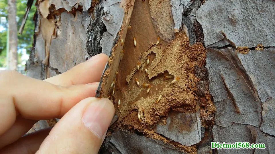 Diệt mối ăn cây trồng bằng giải pháp tổng thể