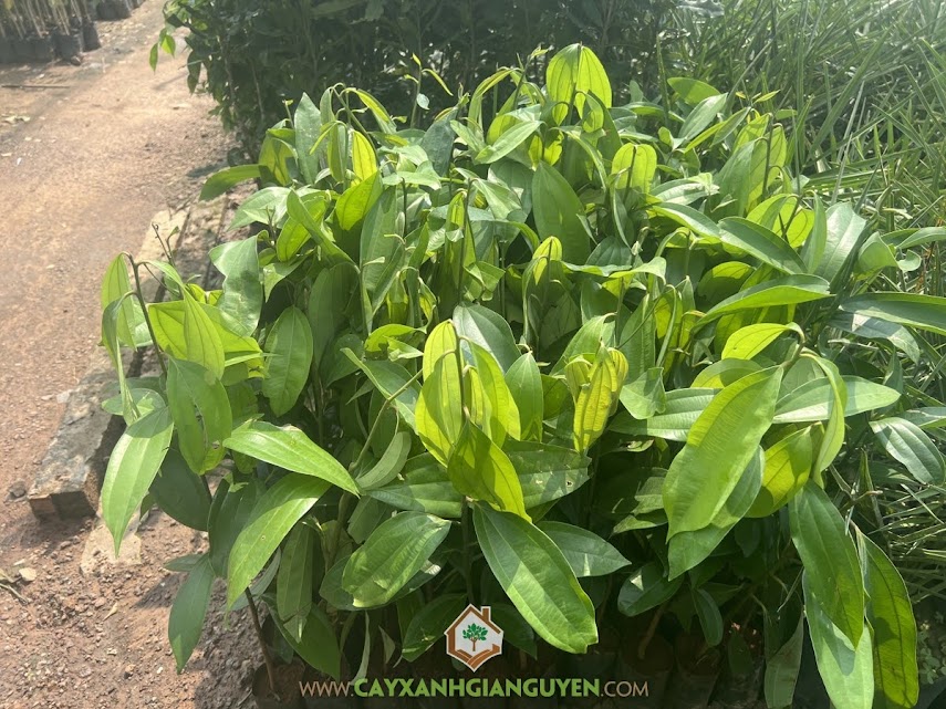 Kỹ Thuật Trồng Cây Đười Ươi Cho Năng Suất Cao Và Ổn Định Bền Vững Kỹ Thuật Trồng Cây Đười Ươi Cho Năng Suất Cao Và Ổn Định Bền Vững