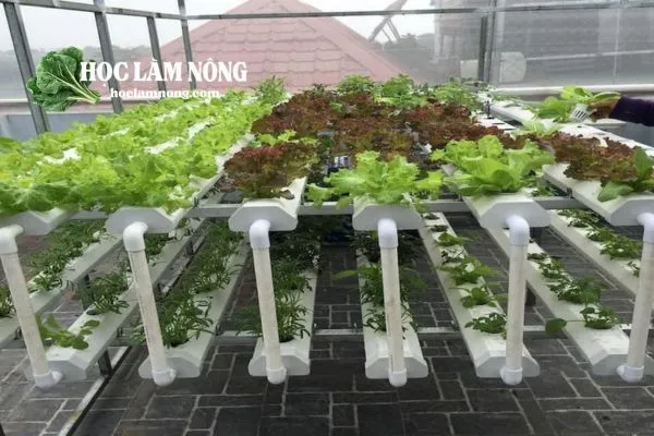 Hướng Dẫn Làm Mô Hình Trồng Thủy Canh Tại Nhà