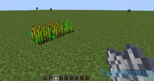 Sử dụng Bột Xương lên cây lúa mì để thu hoạch ngay lập tức