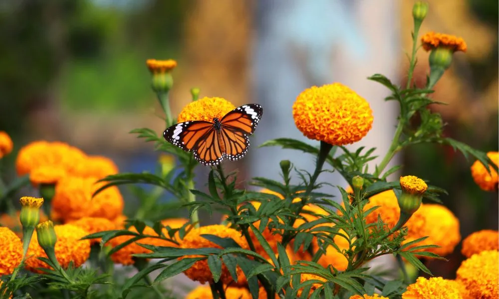 Lịch trồng hoa vạn thọ Tết 2026