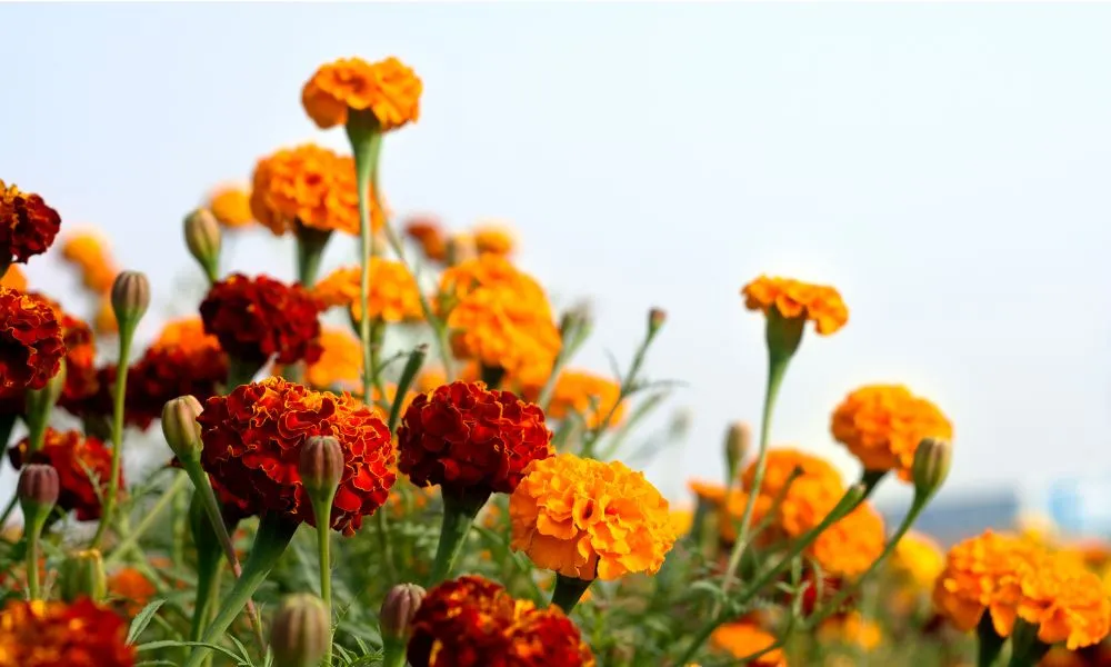 Tìm hiểu đặc điểm để lên lịch trồng hoa vạn thọ Tết 2026