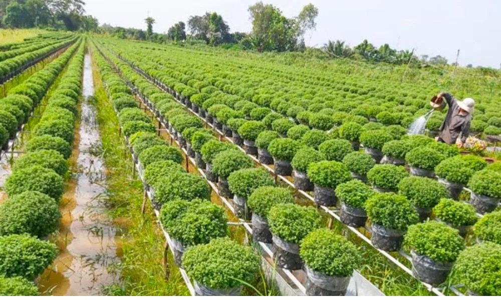 Lên lịch trồng hoa vạn thọ Tết 2026 đúng kỹ thuật