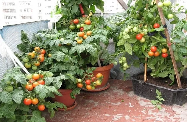 Lợi ích và hướng dẫn cách trồng cà chua trong chậu tại nhà