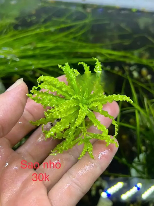 Hướng dẫn chi tiết cách trồng cây sao nhỏ xanh tốt