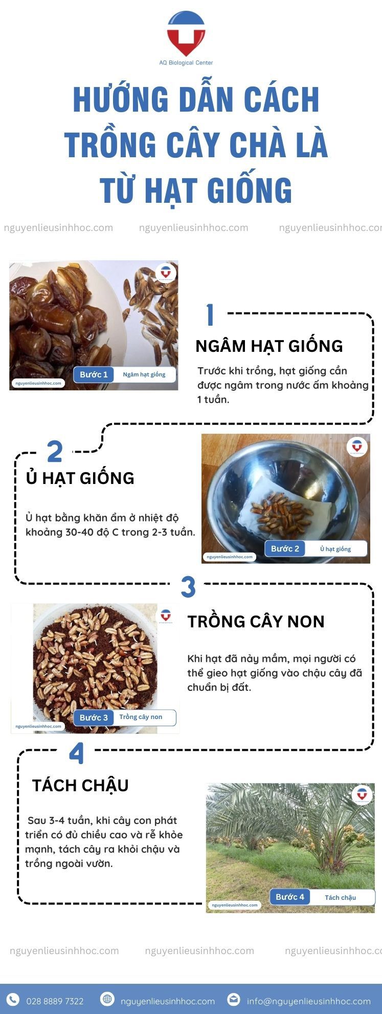 Cách Trồng Hành Lá Từ Hạt: Hướng Dẫn Chi Tiết Từ A Đến Z Cho Năng Suất Cao