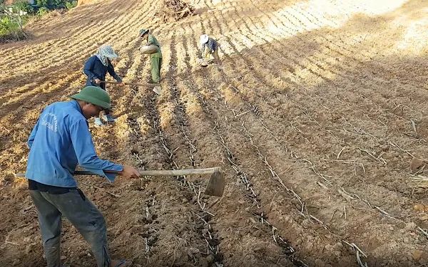 Hướng Dẫn Cách Trồng Cỏ Voi