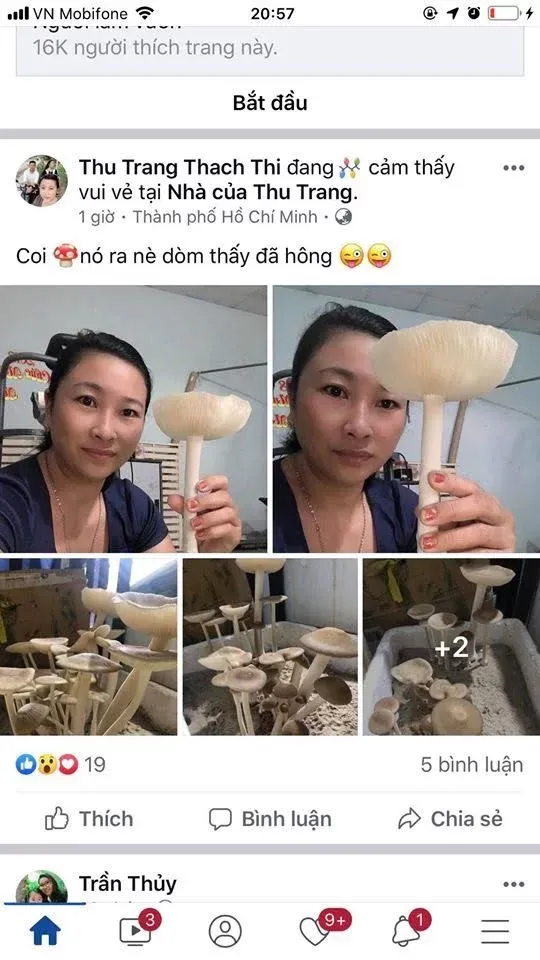 Hướng dẫn các bước trồng Nấm Mối Đen