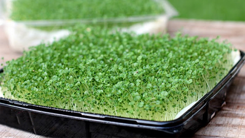 Cách Trồng Rau Mầm Từ Hạt Chia: Hướng Dẫn Chi Tiết Và Toàn Diện
