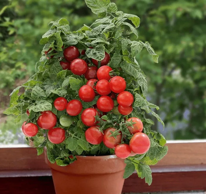 Thành quả cách trồng và chăm sóc cà chua trong chậu đạt năng suất